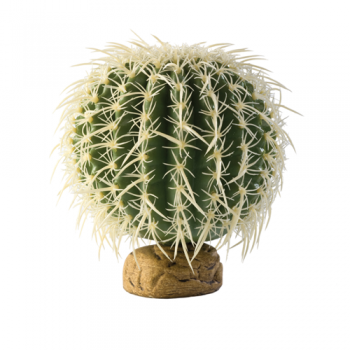 Barell Cactus Medium