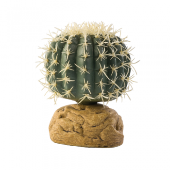 Barell Cactus Small