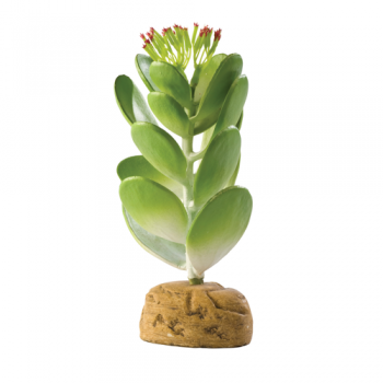 Jade Cactus