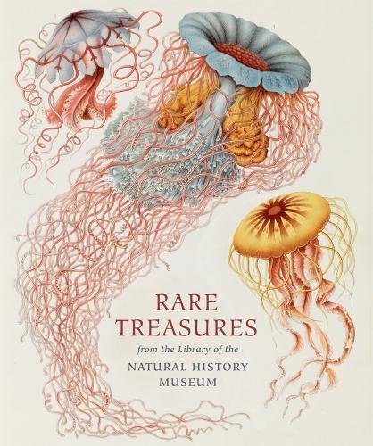 Rare treasures | judith magee