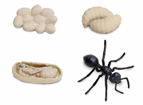 Set figurine - Ciclul vietii unei furnici | Safari