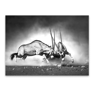 Tablou Styler Glas Animals Gazelle, 70 x 100 cm
