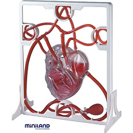 Miniland - Set Inima si Sistemul circulator