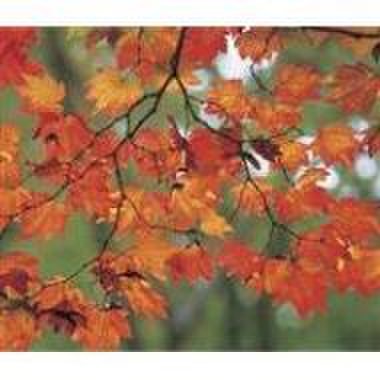 Memo block - autumn leaves